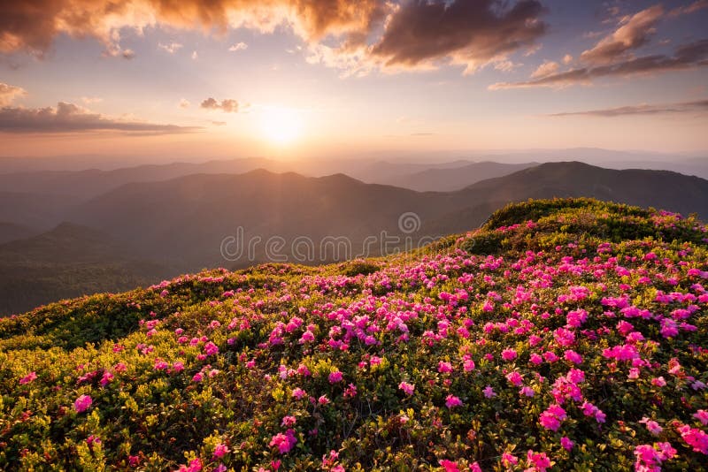 Montanhas durante a flor e o nascer do sol das flores imagem de stock Montanhas durante a flor e o nascer do sol das flores imagem de stock
