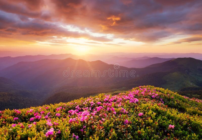 Montanhas durante a flor e o nascer do sol das flores Flores nos montes da montanha Paisagem natural bonita nas horas de verão