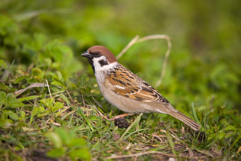 Passer montanus imagens de stock royalty free