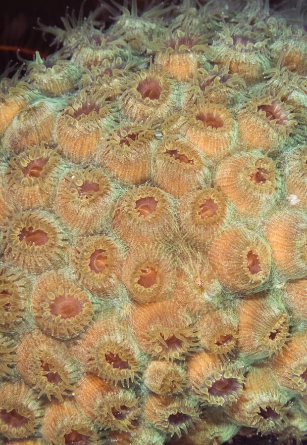 Montastraea Annularis, Commonly Known As the Boulder Star Coral Stock