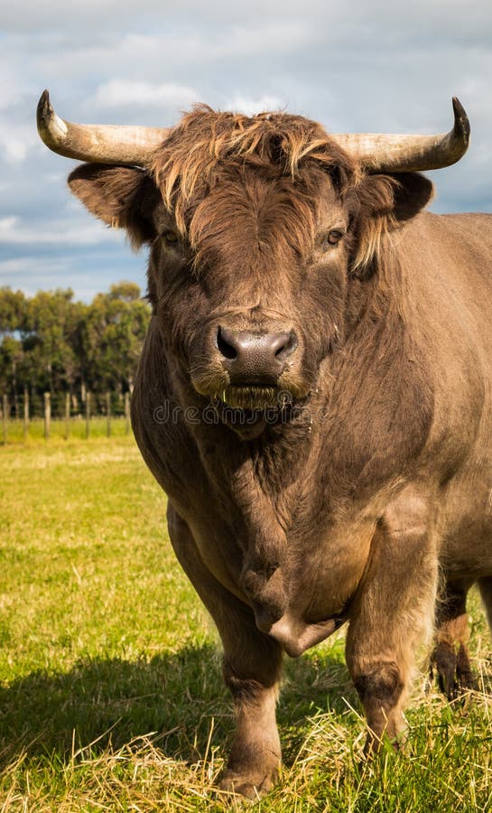 Montaña Bull de Brown fotografía de archivo libre de regalías Montaña Bull de Brown fotografía de archivo libre de regalías