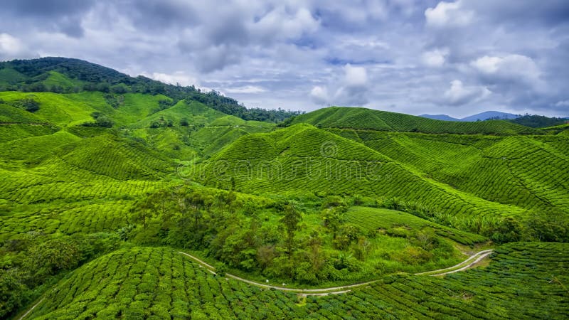 Montaña del Camerún de la granja del té imágenes de archivo libres de regalías Montaña del Camerún de la granja del té imágenes de archivo libres de regalías