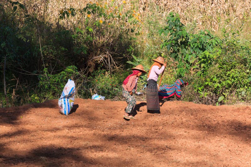 Montañas de Kalaw, Myanmar - 18 de noviembre de 2019: Granjeros locales que trabajan en las montañas alrededor de Kalaw y del lag imagen de archivo libre de regalías Montañas de Kalaw, Myanmar - 18 de noviembre de 2019: Granjeros locales que trabajan en las montañas alrededor de Kalaw y del lag imagen de archivo libre de regalías