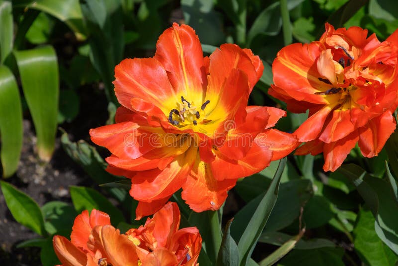 Tulipa of the Monte Orange Species Stock Photo Image of terry