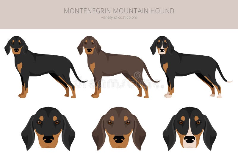 Montenegrin mountain hound clipart. conjunto de todos los colores de abrigo. todas las razas de perros características infográfica