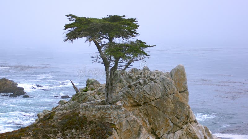 MONTEREY, CALIFORNIA, UNITED STATES - OCT 6, 2014: The Lone Cypress, seen from the 17 Mile Drive, in Pebble Beach, CA USA, along Pacific Coast Highway, scenic view Hwy No 1. MONTEREY, CALIFORNIA, UNITED STATES - OCT 6, 2014: The Lone Cypress, seen from the 17 Mile Drive, in Pebble Beach, CA USA, along Pacific Coast Highway, scenic view Hwy No 1.