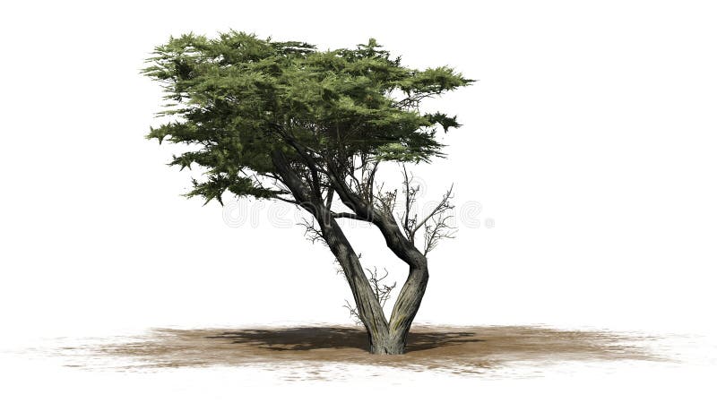 Cypress Tree Stock Illustrations 4 628 Cypress Tree Stock Illustrations Vectors Clipart Dreamstime