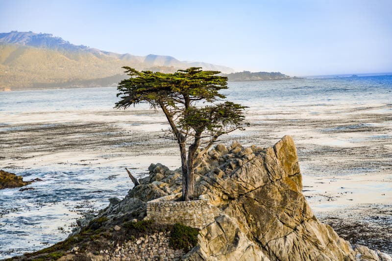 lonely cypress tree in California