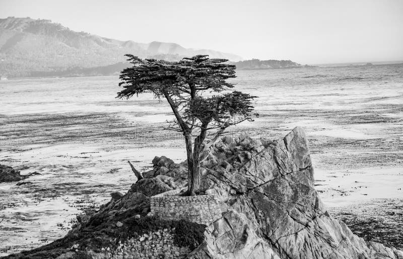 lonely cypress tree in California