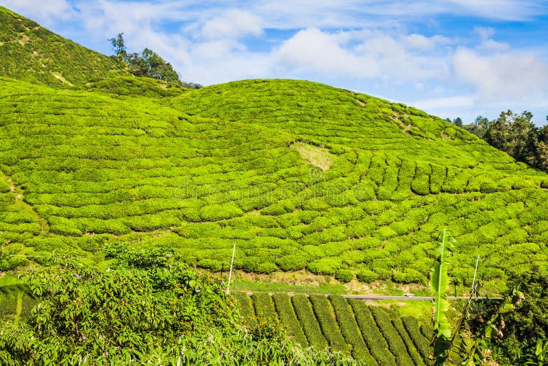 Montes verdes do Planation do chá - Cameron Highlands, Malásia imagens de stock royalty free