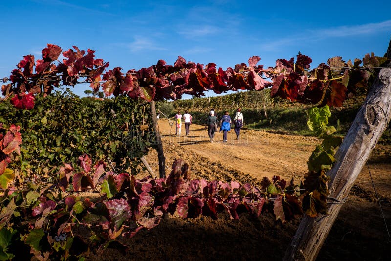 Montescudaio, Pisa, Italien - 19. Oktober 2017 - Weinbergherbst L lizenzfreie stockfotografie Montescudaio, Pisa, Italien - 19. Oktober 2017 - Weinbergherbst L lizenzfreie stockfotografie