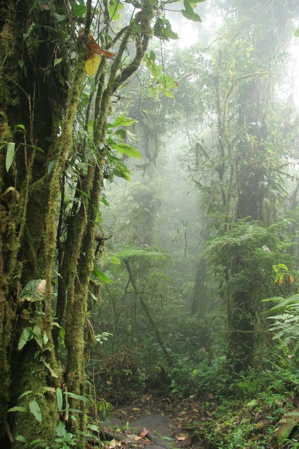 Monteverde Cloud Forest Nature Preserve - Costa Ri