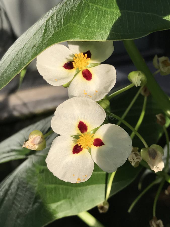 Montevidensis Di Sagittaria O Fiore Gigante Della Sagittaria