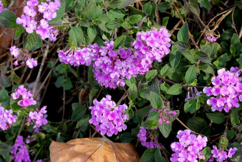 Lantana montevidensis, Trailing lantana, Purple lantana, trailing shrub with opposite oval leaves and purple blue flowers in small flat topped clusters, with large ovate bracts,. Lantana montevidensis, Trailing lantana, Purple lantana, trailing shrub with opposite oval leaves and purple blue flowers in small flat topped clusters, with large ovate bracts,