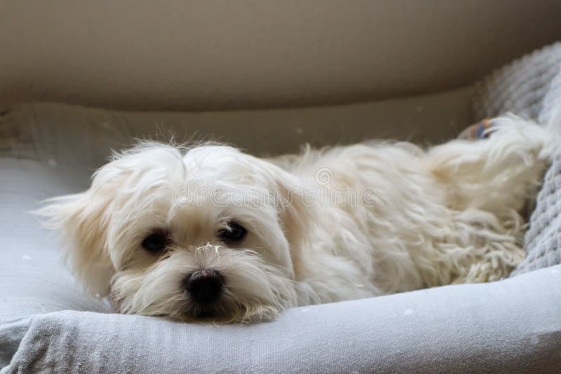 A 4 Month Old Maltese Dog Lying in Its Bed Stock Photo Image of young