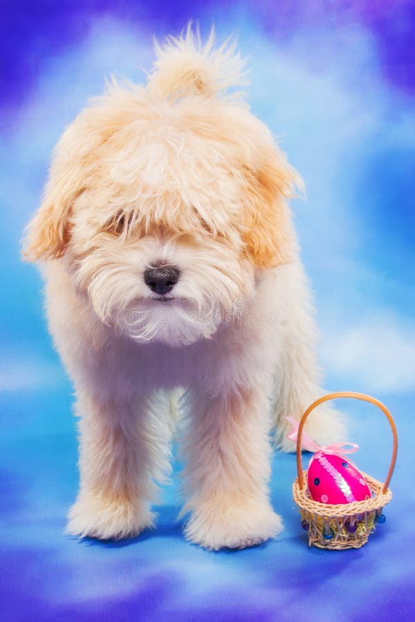 3 Month Old Maltese/poodle Puppy Posing with Easter Egg Stock Photo