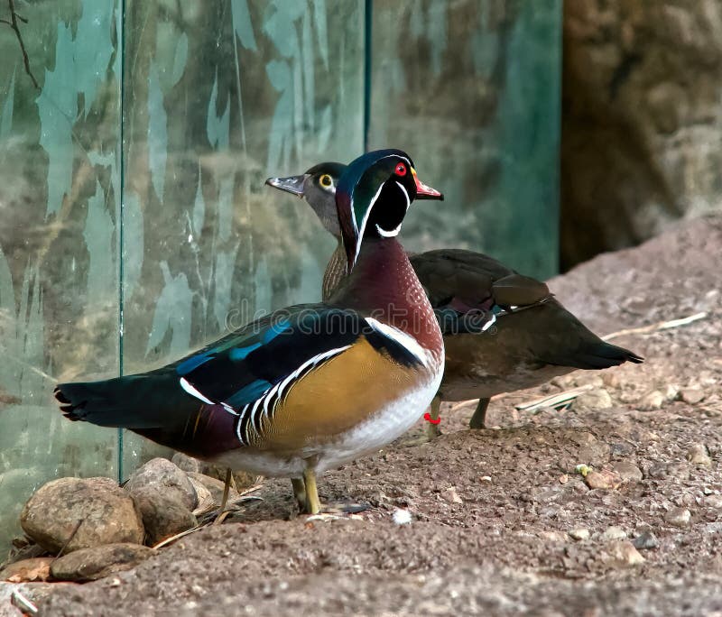 Montreal Biodome has the most important collection of local birds and they serve to educate people about species conservation. Montreal Biodome has the most important collection of local birds and they serve to educate people about species conservation.