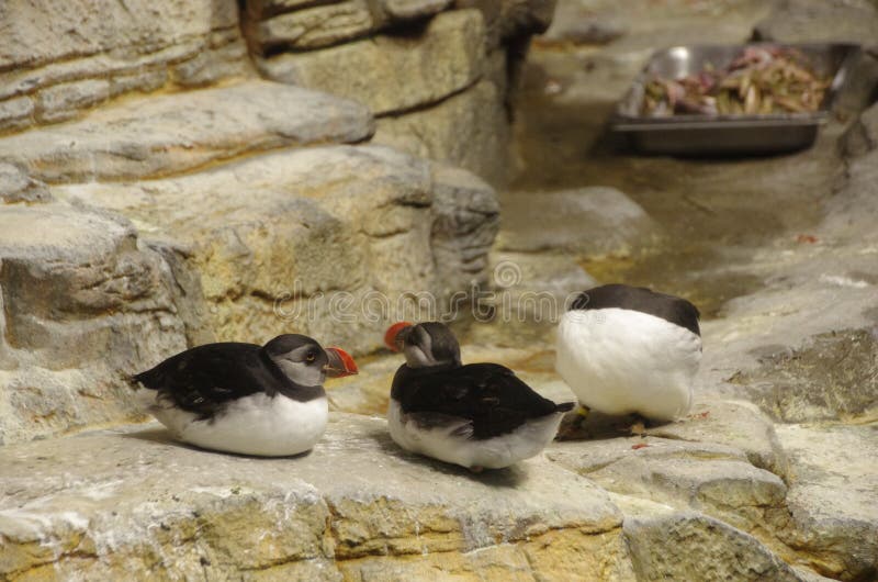 Montreal Biodome puffin birds monks with billy beaks their plumage is black and white
