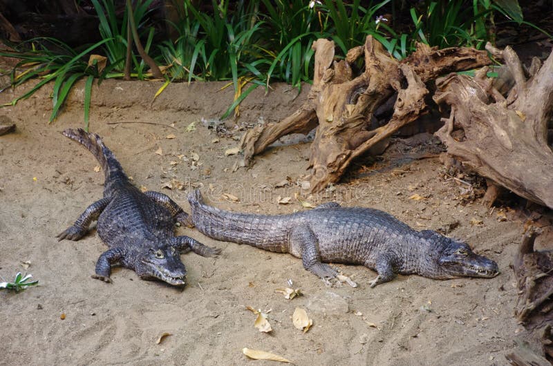 Montreal Biodome two crocodiles melt nap on the beach near a tree trunk
