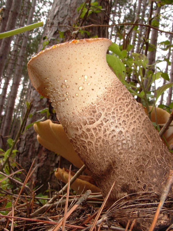 Montura de la driáda (squamosus de Polyporus) imagen de archivo Montura de la driáda (squamosus de Polyporus) imagen de archivo
