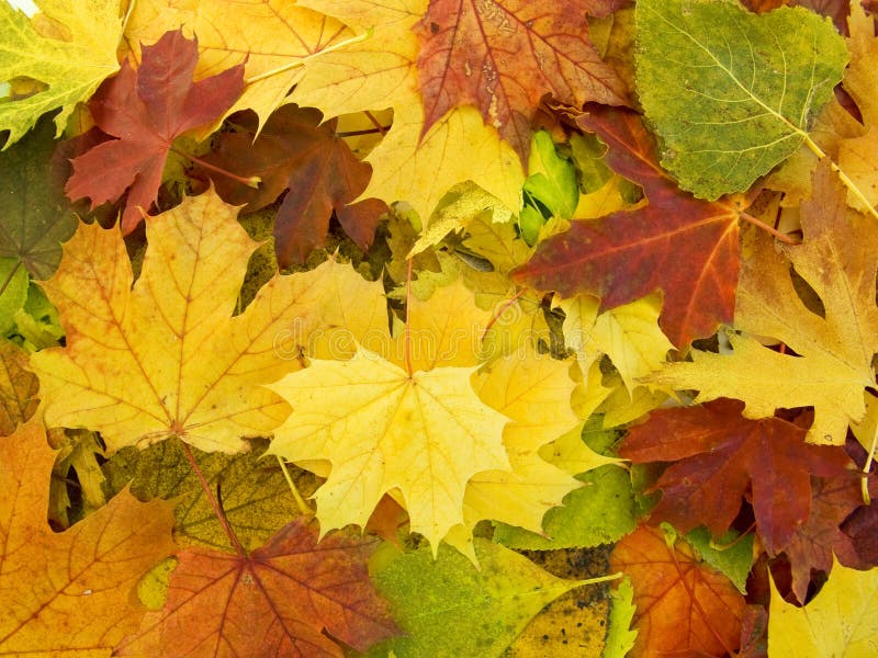Montón de las hojas de otoño