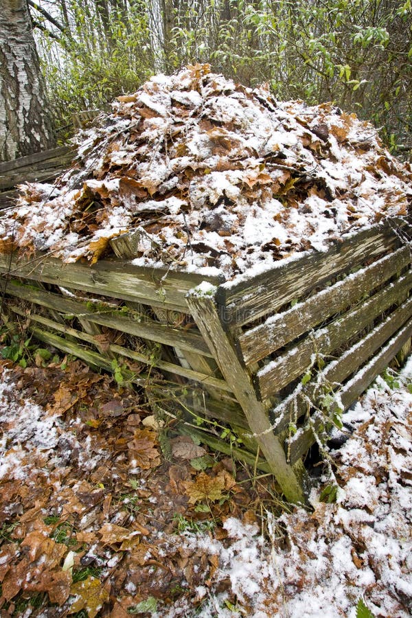 A compost heap with lots of leaves recently raked up in the garden. A compost heap with lots of leaves recently raked up in the garden.