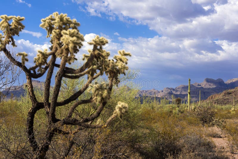 Monument national de cactus de tuyau d'organe, Arizona, USA images libres de droits Monument national de cactus de tuyau d'organe, Arizona, USA images libres de droits