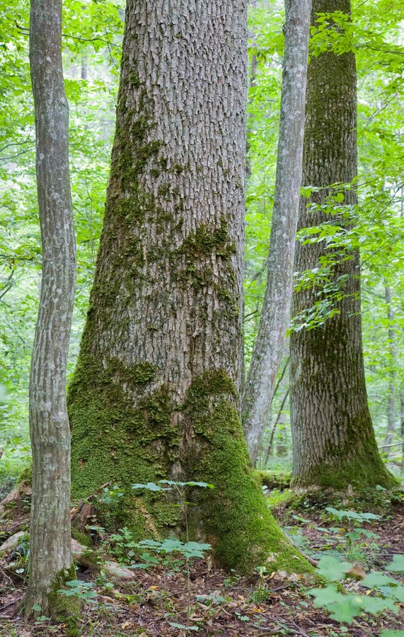 Monumental maple trees in summr Bialowieza Forest