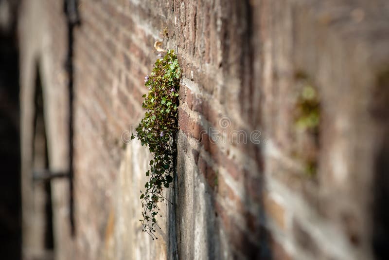 Rare flowering wall plants on old masonry brick wall