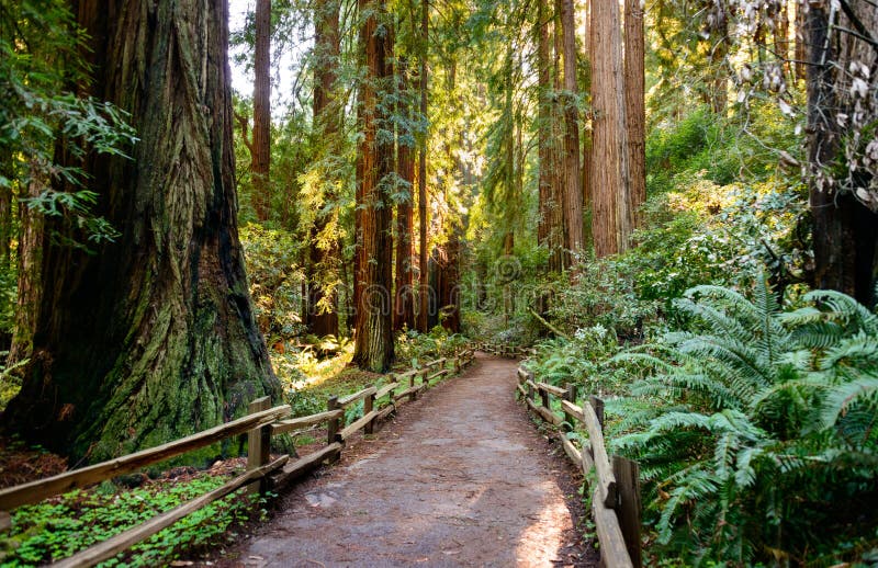 Monumento de Muir Woods National foto de archivo Monumento de Muir Woods National foto de archivo