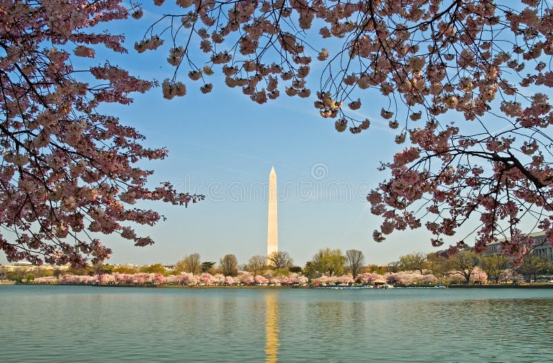 Monumento di Washington incorniciato in fiori di ciliegia