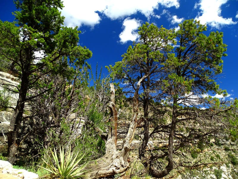 North America, United States, Arizona, Walnut Canyon National Monument. North America, United States, Arizona, Walnut Canyon National Monument