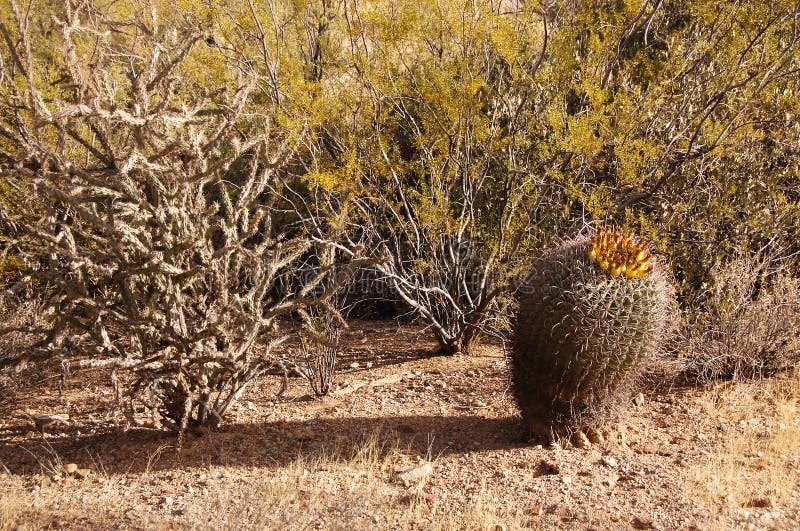 Organ Pipe Cactus National Monument is a U.S. National Monument and UNESCO biosphere reserve located in extreme southern Arizona which shares a border with the Mexican state of Sonora. The park is the only place in the United States where the Organ Pipe Cactus grows wild. Along with Organ Pipe, many other types of cacti, as well as other desert flora native to the Yuma Desert section of the Sonoran Desert region grow here. The Park is a beautiful preservation of the American Southwest. Organ Pipe Cactus National Monument is a U.S. National Monument and UNESCO biosphere reserve located in extreme southern Arizona which shares a border with the Mexican state of Sonora. The park is the only place in the United States where the Organ Pipe Cactus grows wild. Along with Organ Pipe, many other types of cacti, as well as other desert flora native to the Yuma Desert section of the Sonoran Desert region grow here. The Park is a beautiful preservation of the American Southwest.