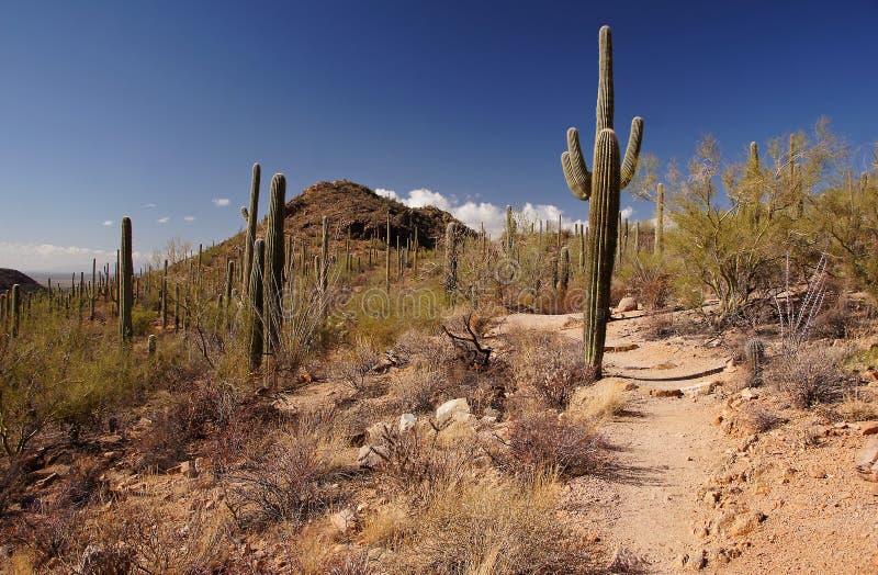 Organ Pipe Cactus National Monument is a U.S. National Monument and UNESCO biosphere reserve located in extreme southern Arizona which shares a border with the Mexican state of Sonora. The park is the only place in the United States where the Organ Pipe Cactus grows wild. Along with Organ Pipe, many other types of cacti, as well as other desert flora native to the Yuma Desert section of the Sonoran Desert region grow here. The Park is a beautiful preservation of the American Southwest. Organ Pipe Cactus National Monument is a U.S. National Monument and UNESCO biosphere reserve located in extreme southern Arizona which shares a border with the Mexican state of Sonora. The park is the only place in the United States where the Organ Pipe Cactus grows wild. Along with Organ Pipe, many other types of cacti, as well as other desert flora native to the Yuma Desert section of the Sonoran Desert region grow here. The Park is a beautiful preservation of the American Southwest.