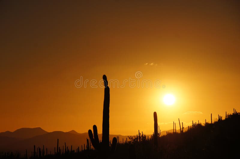 Organ Pipe Cactus National Monument is a U.S. National Monument and UNESCO biosphere reserve located in extreme southern Arizona which shares a border with the Mexican state of Sonora. The park is the only place in the United States where the Organ Pipe Cactus grows wild. Along with Organ Pipe, many other types of cacti, as well as other desert flora native to the Yuma Desert section of the Sonoran Desert region grow here. The Park is a beautiful preservation of the American Southwest. Organ Pipe Cactus National Monument is a U.S. National Monument and UNESCO biosphere reserve located in extreme southern Arizona which shares a border with the Mexican state of Sonora. The park is the only place in the United States where the Organ Pipe Cactus grows wild. Along with Organ Pipe, many other types of cacti, as well as other desert flora native to the Yuma Desert section of the Sonoran Desert region grow here. The Park is a beautiful preservation of the American Southwest.