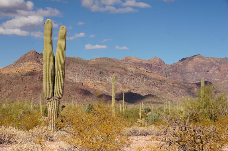 Organ Pipe Cactus National Monument is a U.S. National Monument and UNESCO biosphere reserve located in extreme southern Arizona which shares a border with the Mexican state of Sonora. The park is the only place in the United States where the Organ Pipe Cactus grows wild. Along with Organ Pipe, many other types of cacti, as well as other desert flora native to the Yuma Desert section of the Sonoran Desert region grow here. The Park is a beautiful preservation of the American Southwest. Organ Pipe Cactus National Monument is a U.S. National Monument and UNESCO biosphere reserve located in extreme southern Arizona which shares a border with the Mexican state of Sonora. The park is the only place in the United States where the Organ Pipe Cactus grows wild. Along with Organ Pipe, many other types of cacti, as well as other desert flora native to the Yuma Desert section of the Sonoran Desert region grow here. The Park is a beautiful preservation of the American Southwest.