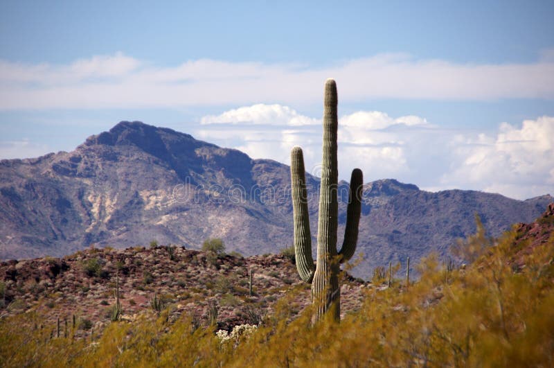 Organ Pipe Cactus National Monument is a U.S. National Monument and UNESCO biosphere reserve located in extreme southern Arizona which shares a border with the Mexican state of Sonora. The park is the only place in the United States where the Organ Pipe Cactus grows wild. Along with Organ Pipe, many other types of cacti, as well as other desert flora native to the Yuma Desert section of the Sonoran Desert region grow here. The Park is a beautiful preservation of the American Southwest. Organ Pipe Cactus National Monument is a U.S. National Monument and UNESCO biosphere reserve located in extreme southern Arizona which shares a border with the Mexican state of Sonora. The park is the only place in the United States where the Organ Pipe Cactus grows wild. Along with Organ Pipe, many other types of cacti, as well as other desert flora native to the Yuma Desert section of the Sonoran Desert region grow here. The Park is a beautiful preservation of the American Southwest.