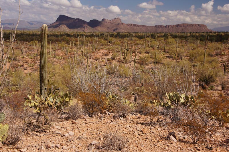 Organ Pipe Cactus National Monument is a U.S. National Monument and UNESCO biosphere reserve located in extreme southern Arizona which shares a border with the Mexican state of Sonora. The park is the only place in the United States where the Organ Pipe Cactus grows wild. Along with Organ Pipe, many other types of cacti, as well as other desert flora native to the Yuma Desert section of the Sonoran Desert region grow here. The Park is a beautiful preservation of the American Southwest. Organ Pipe Cactus National Monument is a U.S. National Monument and UNESCO biosphere reserve located in extreme southern Arizona which shares a border with the Mexican state of Sonora. The park is the only place in the United States where the Organ Pipe Cactus grows wild. Along with Organ Pipe, many other types of cacti, as well as other desert flora native to the Yuma Desert section of the Sonoran Desert region grow here. The Park is a beautiful preservation of the American Southwest.