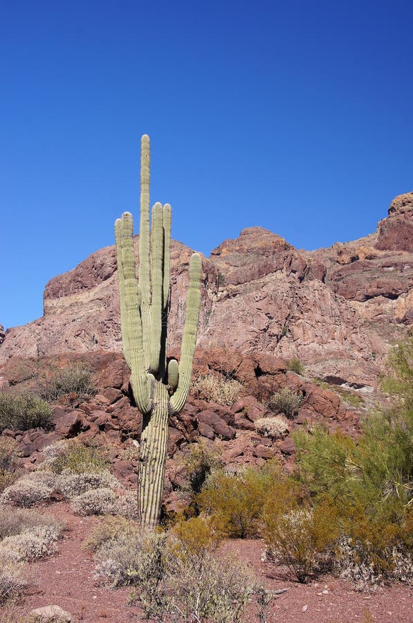 Organ Pipe Cactus National Monument is a U.S. National Monument and UNESCO biosphere reserve located in extreme southern Arizona which shares a border with the Mexican state of Sonora. The park is the only place in the United States where the Organ Pipe Cactus grows wild. Along with Organ Pipe, many other types of cacti, as well as other desert flora native to the Yuma Desert section of the Sonoran Desert region grow here. The Park is a beautiful preservation of the American Southwest. Organ Pipe Cactus National Monument is a U.S. National Monument and UNESCO biosphere reserve located in extreme southern Arizona which shares a border with the Mexican state of Sonora. The park is the only place in the United States where the Organ Pipe Cactus grows wild. Along with Organ Pipe, many other types of cacti, as well as other desert flora native to the Yuma Desert section of the Sonoran Desert region grow here. The Park is a beautiful preservation of the American Southwest.