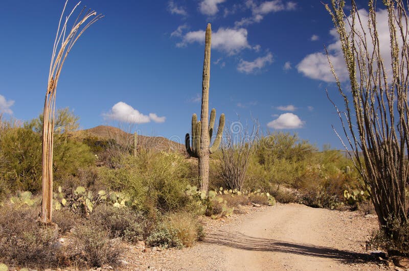 Organ Pipe Cactus National Monument is a U.S. National Monument and UNESCO biosphere reserve located in extreme southern Arizona which shares a border with the Mexican state of Sonora. The park is the only place in the United States where the Organ Pipe Cactus grows wild. Along with Organ Pipe, many other types of cacti, as well as other desert flora native to the Yuma Desert section of the Sonoran Desert region grow here. The Park is a beautiful preservation of the American Southwest. Organ Pipe Cactus National Monument is a U.S. National Monument and UNESCO biosphere reserve located in extreme southern Arizona which shares a border with the Mexican state of Sonora. The park is the only place in the United States where the Organ Pipe Cactus grows wild. Along with Organ Pipe, many other types of cacti, as well as other desert flora native to the Yuma Desert section of the Sonoran Desert region grow here. The Park is a beautiful preservation of the American Southwest.