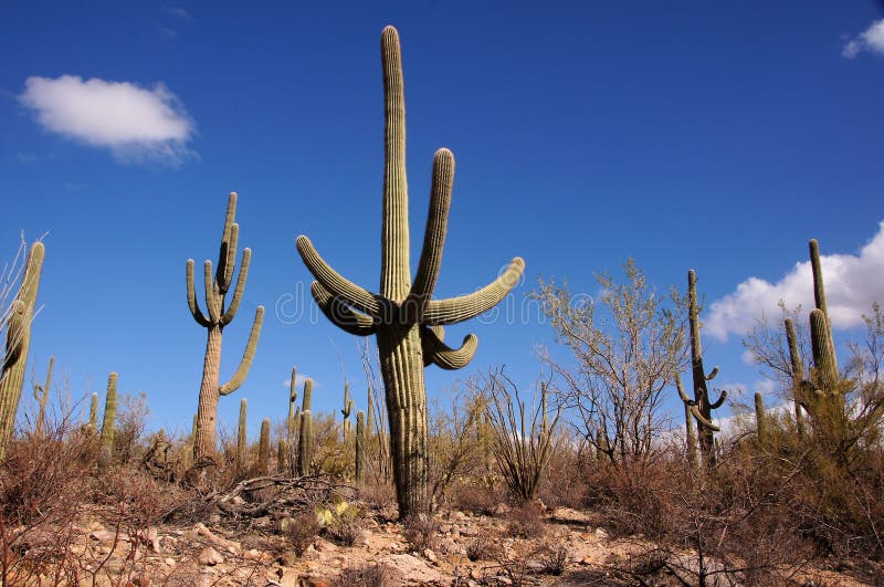 Organ Pipe Cactus National Monument is a U.S. National Monument and UNESCO biosphere reserve located in extreme southern Arizona which shares a border with the Mexican state of Sonora. The park is the only place in the United States where the Organ Pipe Cactus grows wild. Along with Organ Pipe, many other types of cacti, as well as other desert flora native to the Yuma Desert section of the Sonoran Desert region grow here. The Park is a beautiful preservation of the American Southwest. Organ Pipe Cactus National Monument is a U.S. National Monument and UNESCO biosphere reserve located in extreme southern Arizona which shares a border with the Mexican state of Sonora. The park is the only place in the United States where the Organ Pipe Cactus grows wild. Along with Organ Pipe, many other types of cacti, as well as other desert flora native to the Yuma Desert section of the Sonoran Desert region grow here. The Park is a beautiful preservation of the American Southwest.