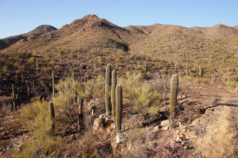 Organ Pipe Cactus National Monument is a U.S. National Monument and UNESCO biosphere reserve located in extreme southern Arizona which shares a border with the Mexican state of Sonora. The park is the only place in the United States where the Organ Pipe Cactus grows wild. Along with Organ Pipe, many other types of cacti, as well as other desert flora native to the Yuma Desert section of the Sonoran Desert region grow here. The Park is a beautiful preservation of the American Southwest. Organ Pipe Cactus National Monument is a U.S. National Monument and UNESCO biosphere reserve located in extreme southern Arizona which shares a border with the Mexican state of Sonora. The park is the only place in the United States where the Organ Pipe Cactus grows wild. Along with Organ Pipe, many other types of cacti, as well as other desert flora native to the Yuma Desert section of the Sonoran Desert region grow here. The Park is a beautiful preservation of the American Southwest.