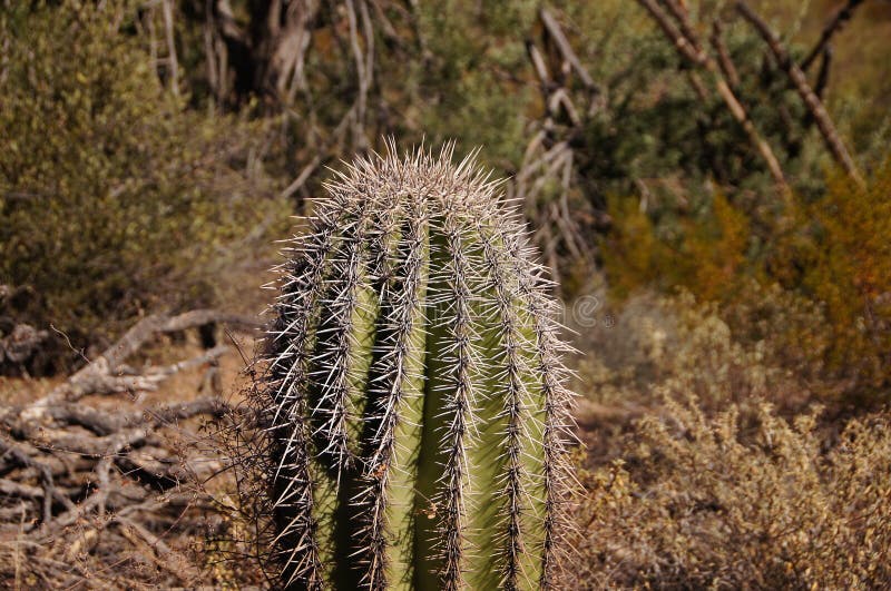 Organ Pipe Cactus National Monument is a U.S. National Monument and UNESCO biosphere reserve located in extreme southern Arizona which shares a border with the Mexican state of Sonora. The park is the only place in the United States where the Organ Pipe Cactus grows wild. Along with Organ Pipe, many other types of cacti, as well as other desert flora native to the Yuma Desert section of the Sonoran Desert region grow here. The Park is a beautiful preservation of the American Southwest. Organ Pipe Cactus National Monument is a U.S. National Monument and UNESCO biosphere reserve located in extreme southern Arizona which shares a border with the Mexican state of Sonora. The park is the only place in the United States where the Organ Pipe Cactus grows wild. Along with Organ Pipe, many other types of cacti, as well as other desert flora native to the Yuma Desert section of the Sonoran Desert region grow here. The Park is a beautiful preservation of the American Southwest.