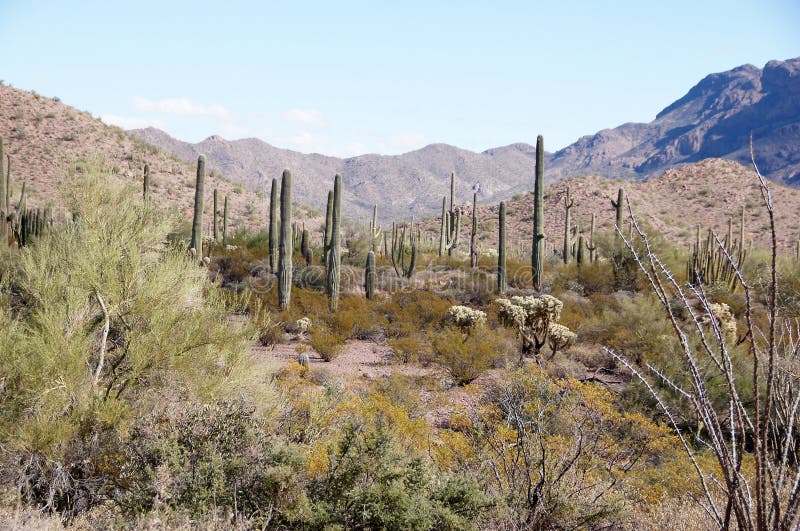 Organ Pipe Cactus National Monument is a U.S. National Monument and UNESCO biosphere reserve located in extreme southern Arizona which shares a border with the Mexican state of Sonora. The park is the only place in the United States where the Organ Pipe Cactus grows wild. Along with Organ Pipe, many other types of cacti, as well as other desert flora native to the Yuma Desert section of the Sonoran Desert region grow here. The Park is a beautiful preservation of the American Southwest. Organ Pipe Cactus National Monument is a U.S. National Monument and UNESCO biosphere reserve located in extreme southern Arizona which shares a border with the Mexican state of Sonora. The park is the only place in the United States where the Organ Pipe Cactus grows wild. Along with Organ Pipe, many other types of cacti, as well as other desert flora native to the Yuma Desert section of the Sonoran Desert region grow here. The Park is a beautiful preservation of the American Southwest.