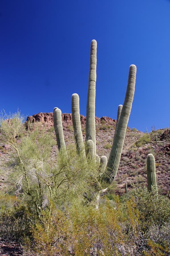 Organ Pipe Cactus National Monument is a U.S. National Monument and UNESCO biosphere reserve located in extreme southern Arizona which shares a border with the Mexican state of Sonora. The park is the only place in the United States where the Organ Pipe Cactus grows wild. Along with Organ Pipe, many other types of cacti, as well as other desert flora native to the Yuma Desert section of the Sonoran Desert region grow here. The Park is a beautiful preservation of the American Southwest. Organ Pipe Cactus National Monument is a U.S. National Monument and UNESCO biosphere reserve located in extreme southern Arizona which shares a border with the Mexican state of Sonora. The park is the only place in the United States where the Organ Pipe Cactus grows wild. Along with Organ Pipe, many other types of cacti, as well as other desert flora native to the Yuma Desert section of the Sonoran Desert region grow here. The Park is a beautiful preservation of the American Southwest.