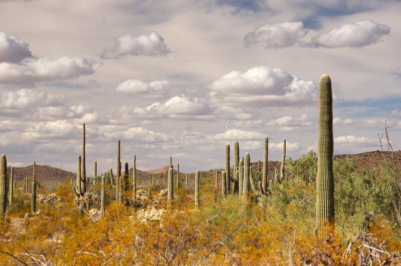 Organ Pipe Cactus National Monument is a U.S. National Monument and UNESCO biosphere reserve located in extreme southern Arizona which shares a border with the Mexican state of Sonora. The park is the only place in the United States where the Organ Pipe Cactus grows wild. Along with Organ Pipe, many other types of cacti, as well as other desert flora native to the Yuma Desert section of the Sonoran Desert region grow here. The Park is a beautiful preservation of the American Southwest. Organ Pipe Cactus National Monument is a U.S. National Monument and UNESCO biosphere reserve located in extreme southern Arizona which shares a border with the Mexican state of Sonora. The park is the only place in the United States where the Organ Pipe Cactus grows wild. Along with Organ Pipe, many other types of cacti, as well as other desert flora native to the Yuma Desert section of the Sonoran Desert region grow here. The Park is a beautiful preservation of the American Southwest.