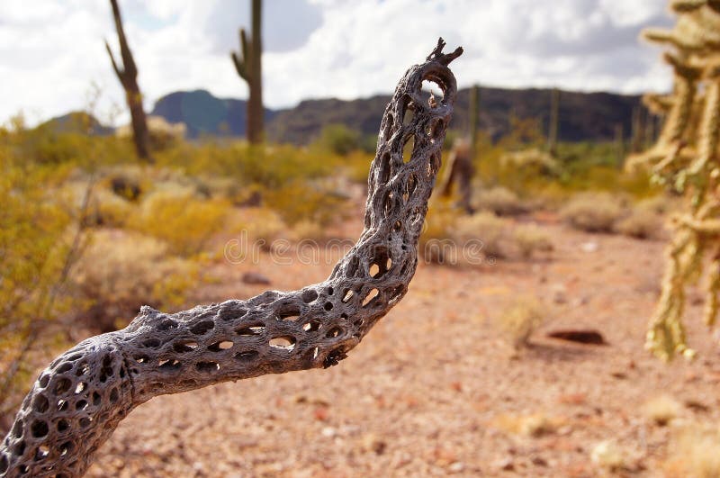 Organ Pipe Cactus National Monument is a U.S. National Monument and UNESCO biosphere reserve located in extreme southern Arizona which shares a border with the Mexican state of Sonora. The park is the only place in the United States where the Organ Pipe Cactus grows wild. Along with Organ Pipe.Photo shows skeleton of a cholla cactus, and it can be found most anywhere in the Sonoran desert. Organ Pipe Cactus National Monument is a U.S. National Monument and UNESCO biosphere reserve located in extreme southern Arizona which shares a border with the Mexican state of Sonora. The park is the only place in the United States where the Organ Pipe Cactus grows wild. Along with Organ Pipe.Photo shows skeleton of a cholla cactus, and it can be found most anywhere in the Sonoran desert