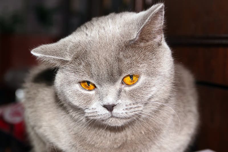 Angry Cat: Meet the moody monster moggy, in pictures