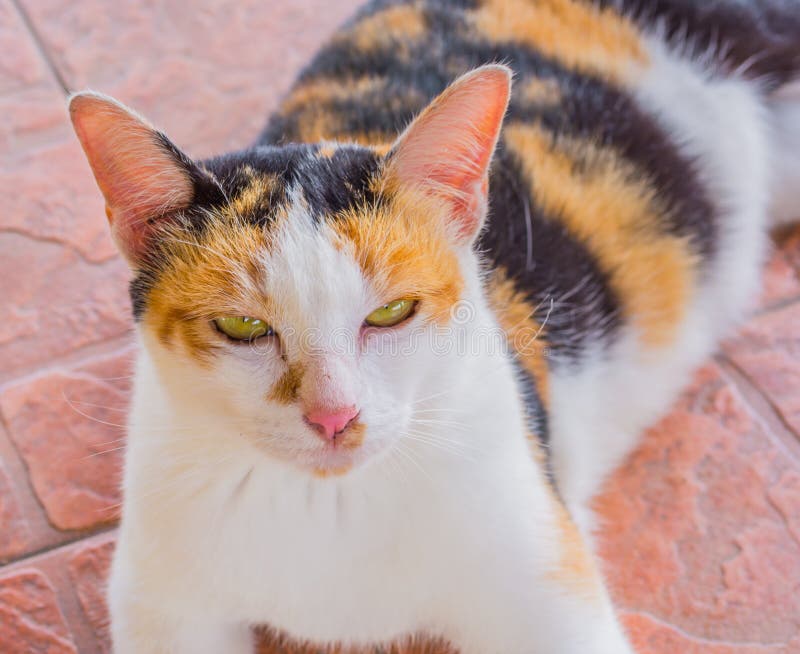 Angry Cat: Meet the moody monster moggy, in pictures