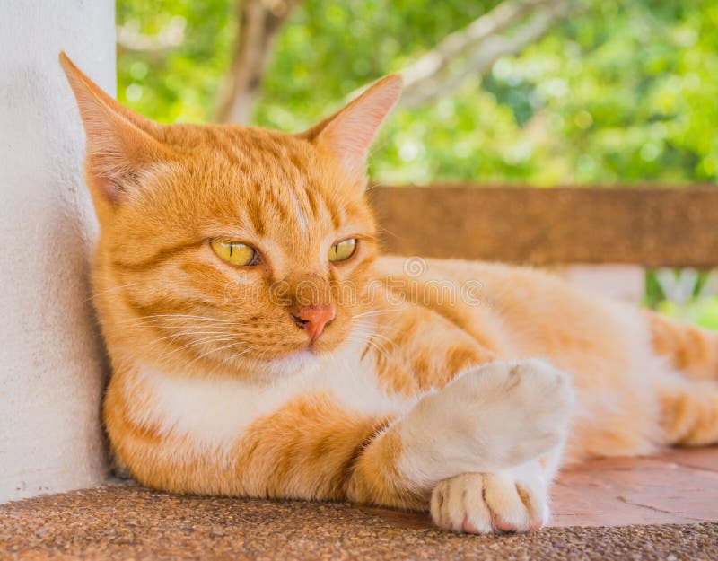 Angry Cat: Meet the moody monster moggy, in pictures